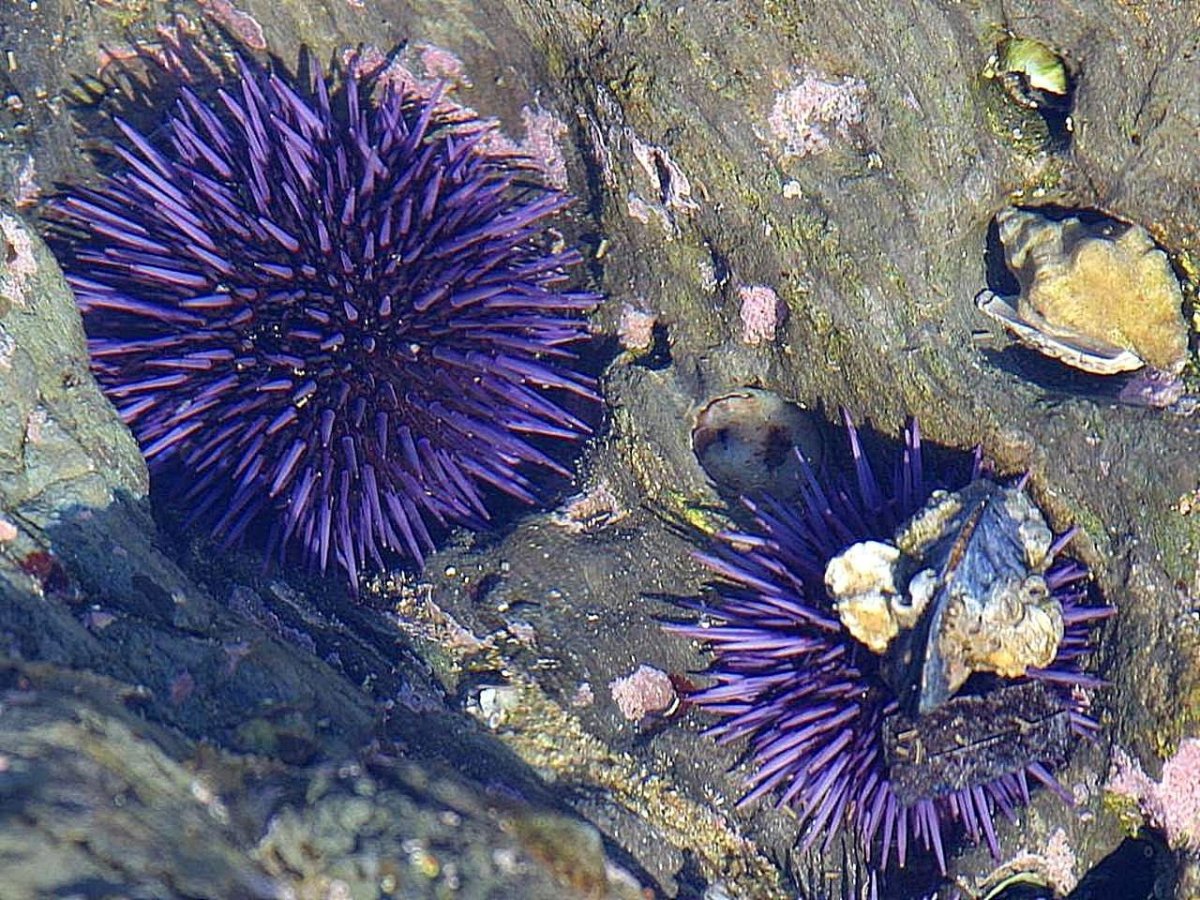 Териберка морской еж