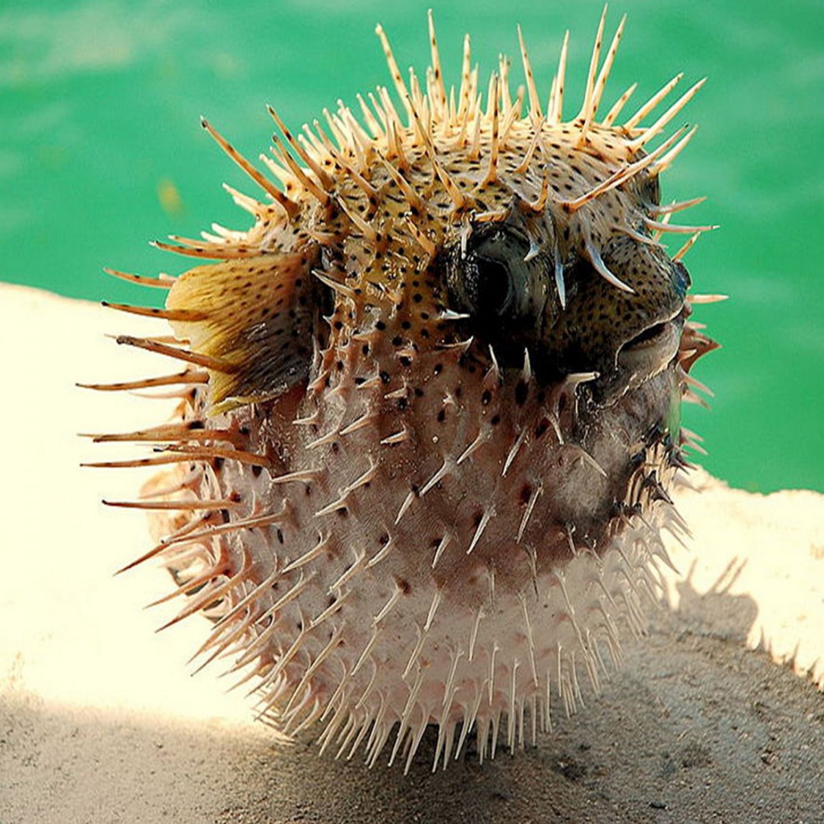 Морской еж Средиземное море