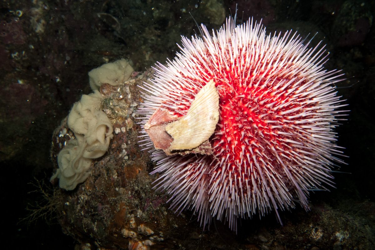 Морской еж Баренцева моря