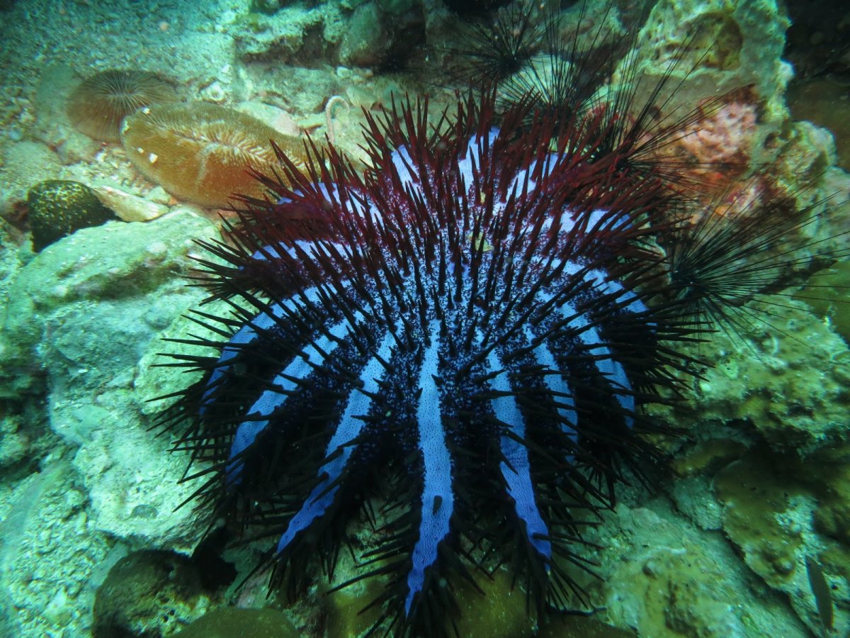 Морской еж Дальневосточный