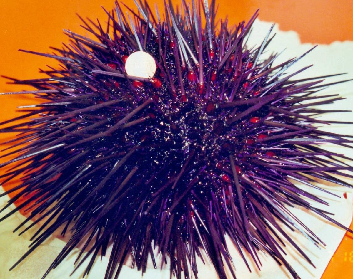 Хонорифика морской еж