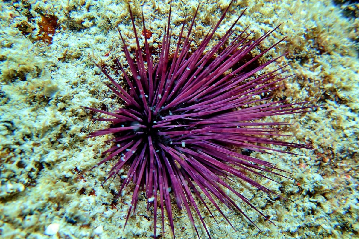Черноморский морской еж