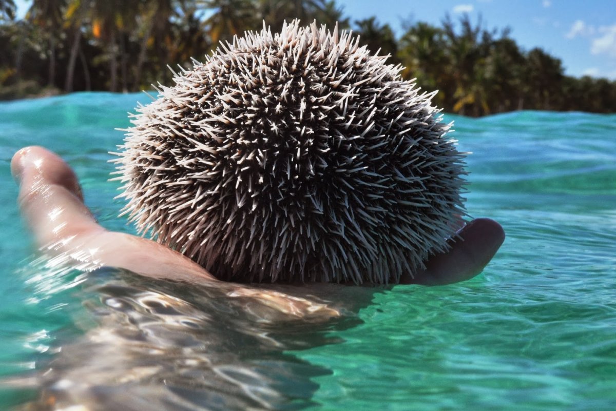 Морской еж съедобный
