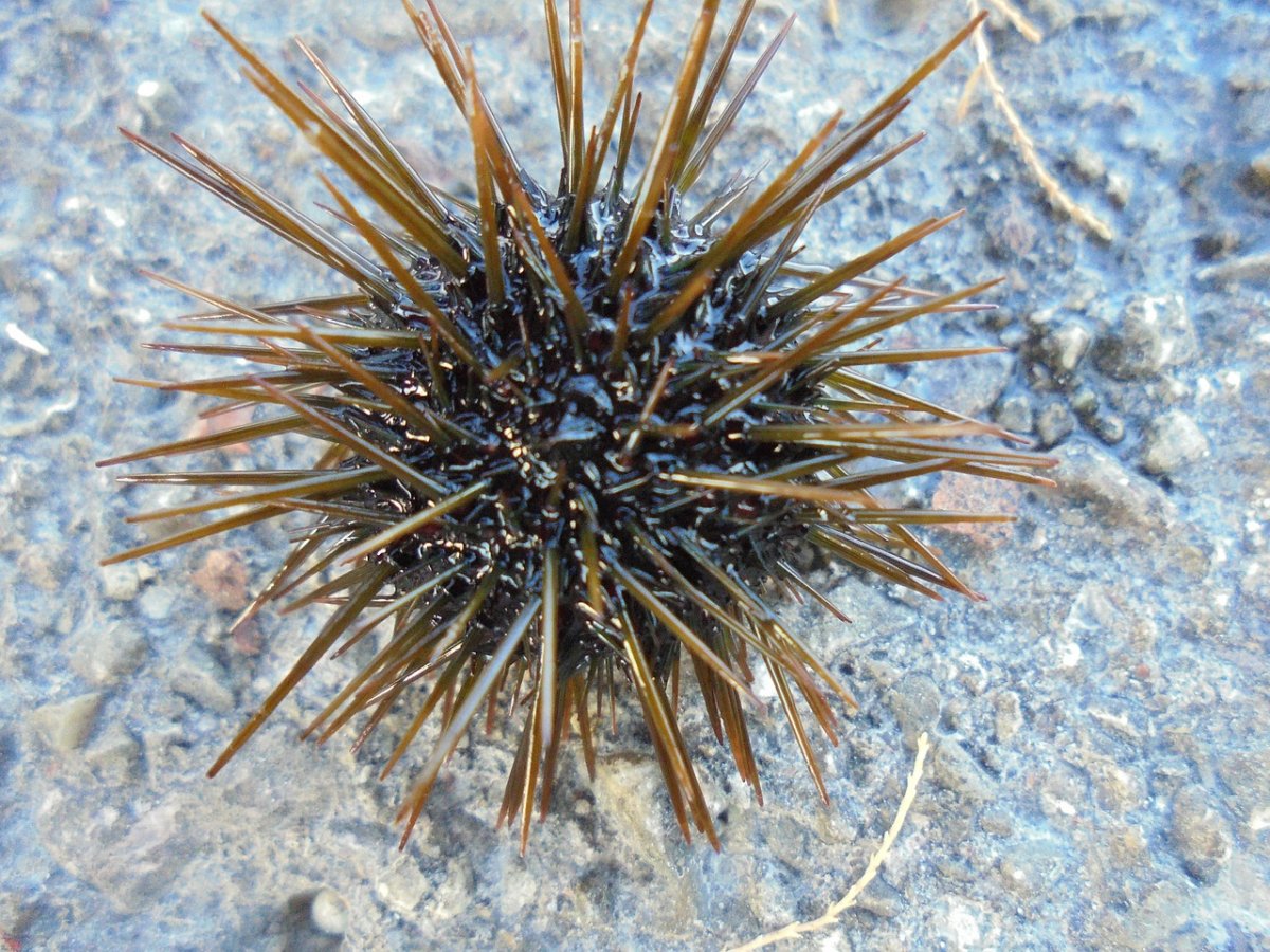 Морские Ежи Средиземного моря