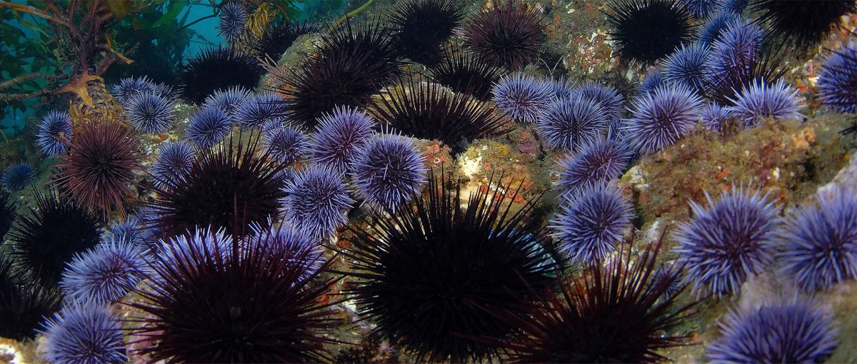 Морские Ежи (Echinoidea)