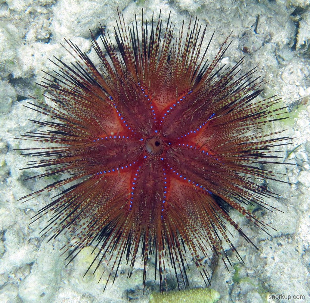 Красный диадемовый морской еж