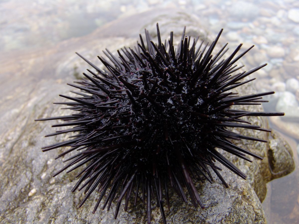 Морской еж Охотское море