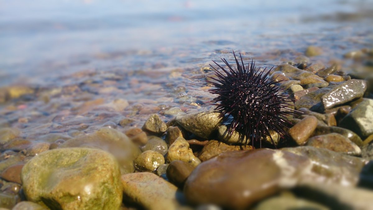 Черноморский морской еж