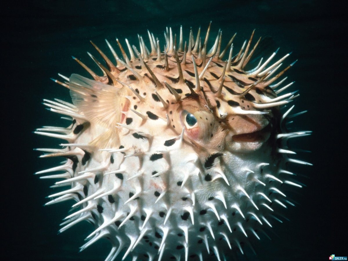 Диодон рыба еж