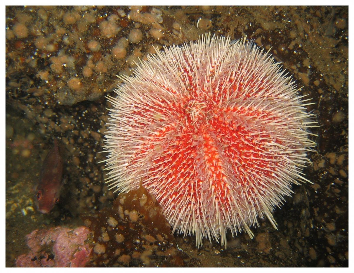 Иглокожие морской еж