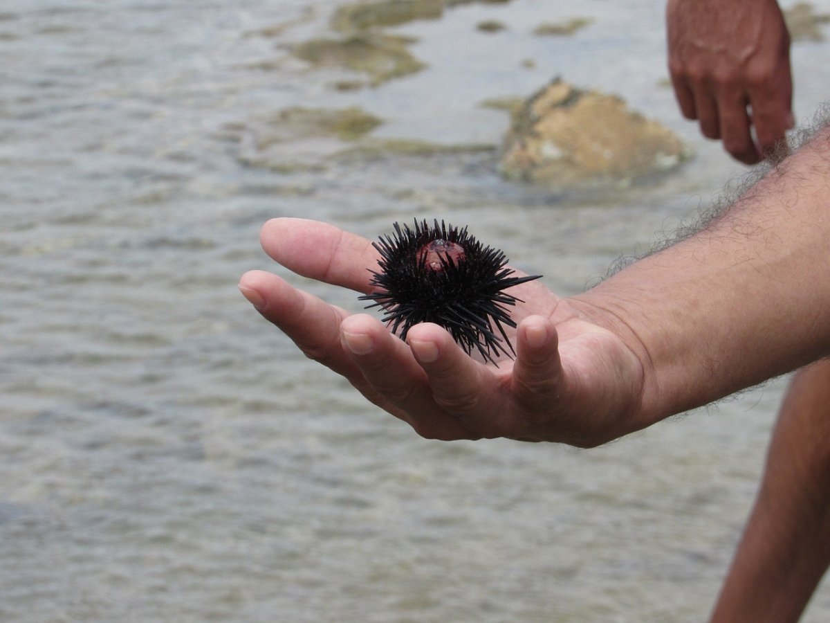 Морской еж рыба