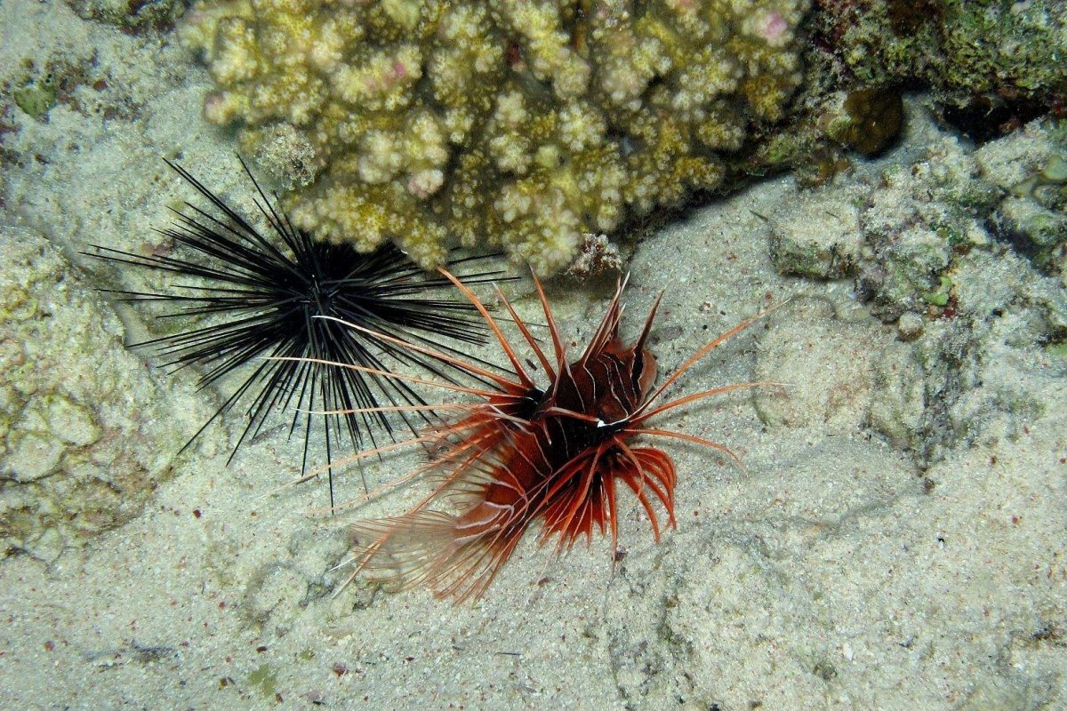 Морской еж Приморье