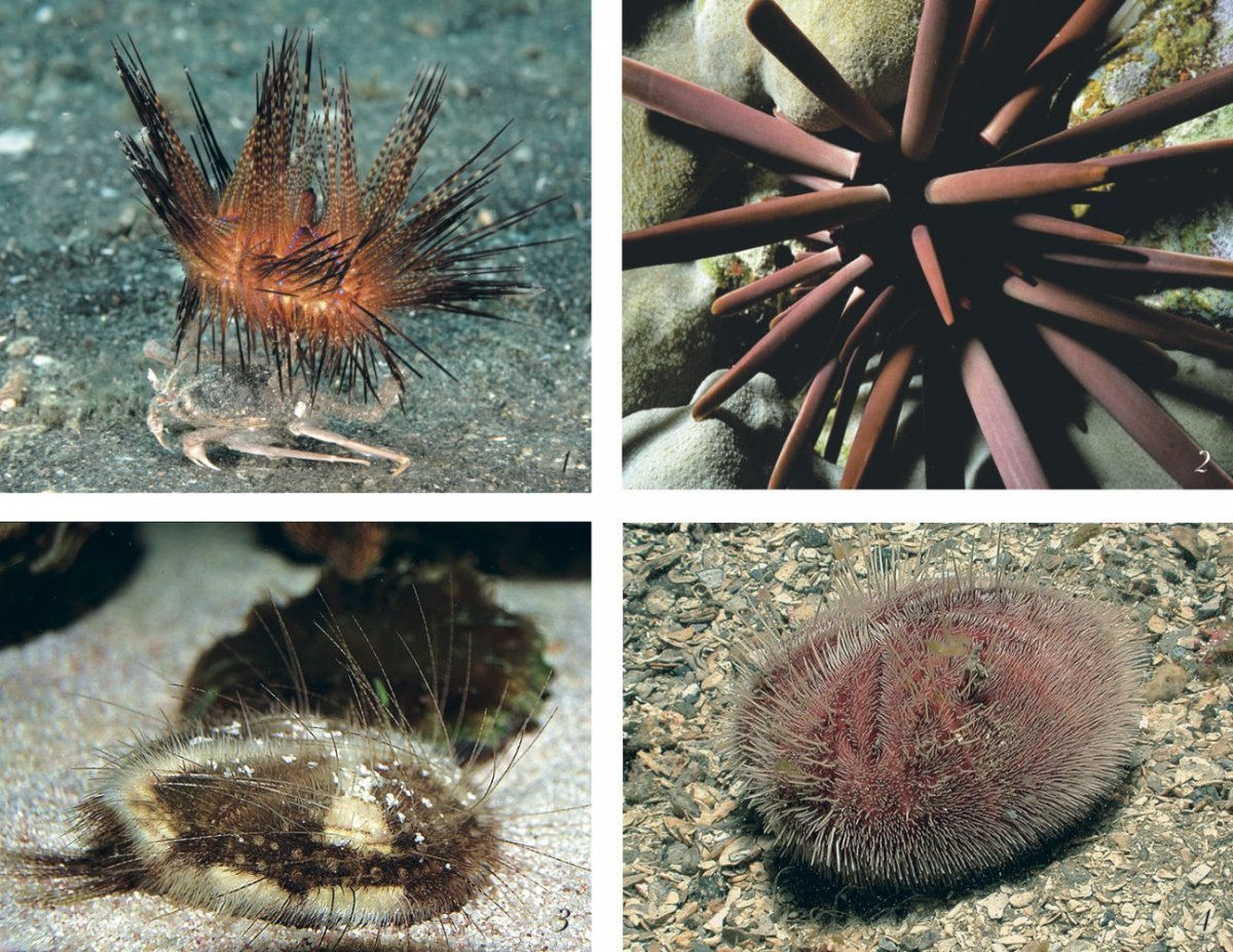 Astropyga морской ёж
