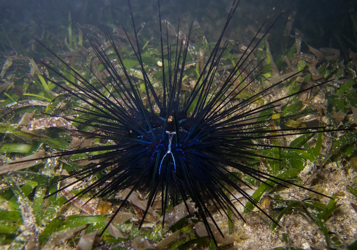 Морской еж альбинос