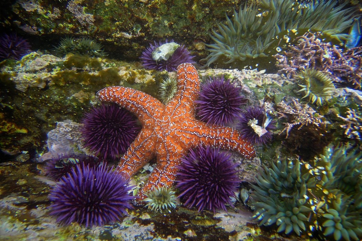 Морская звезда гониактиниды