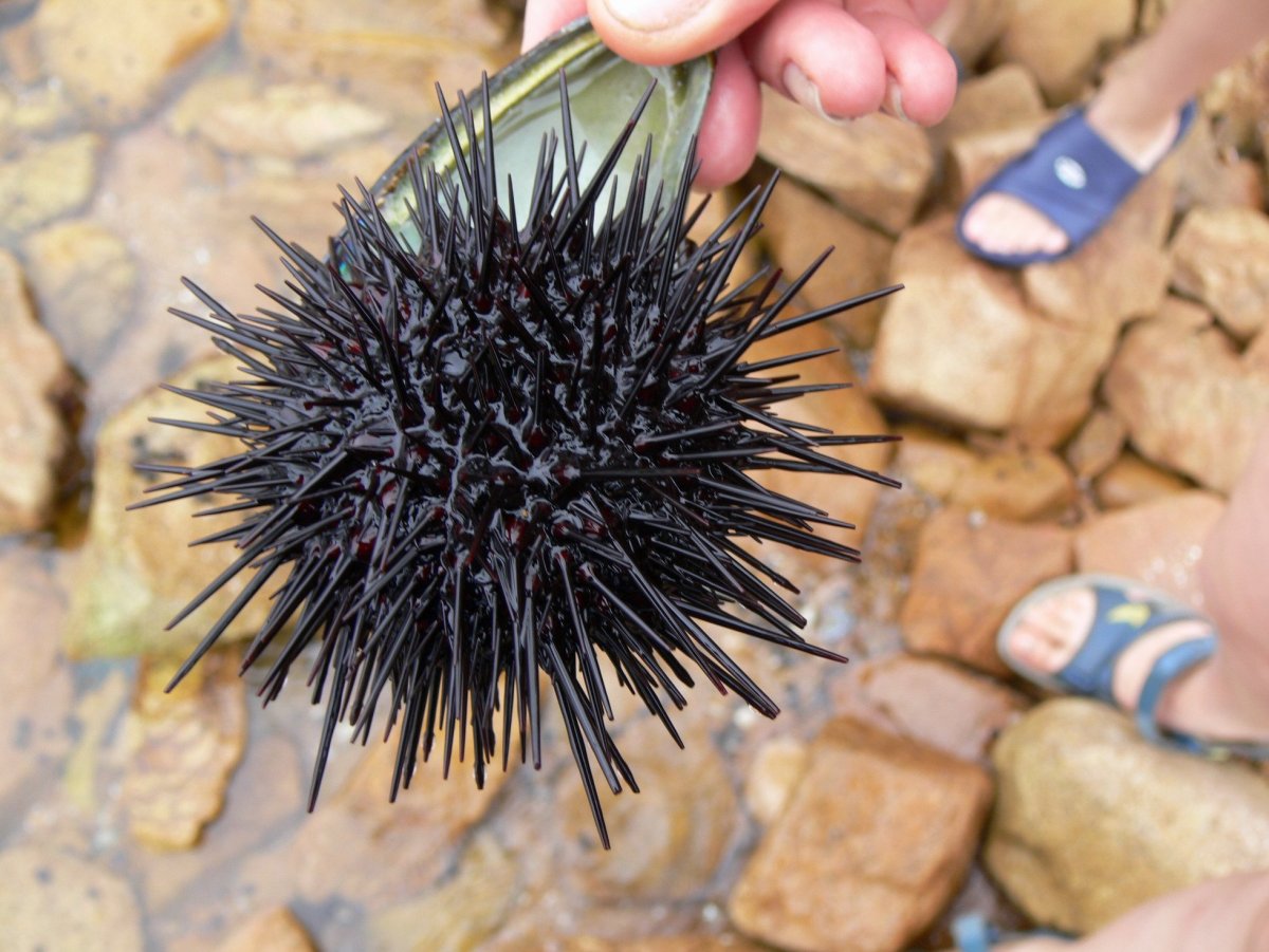 Strongylocentrotus nudus