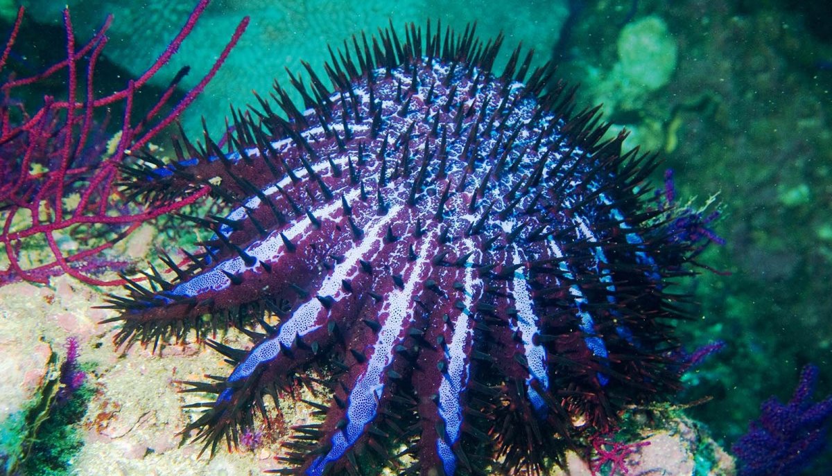 Морская звезда многолучевая