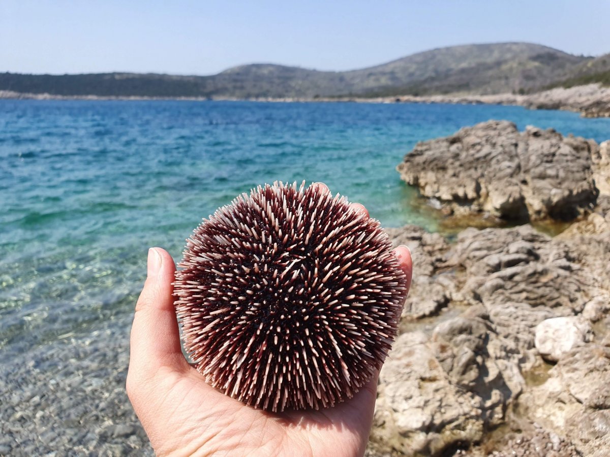 Морской еж ядовитый