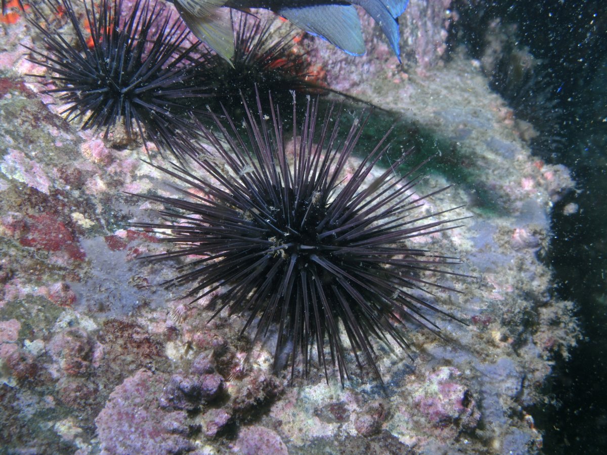 Морские Ежи Ордовик