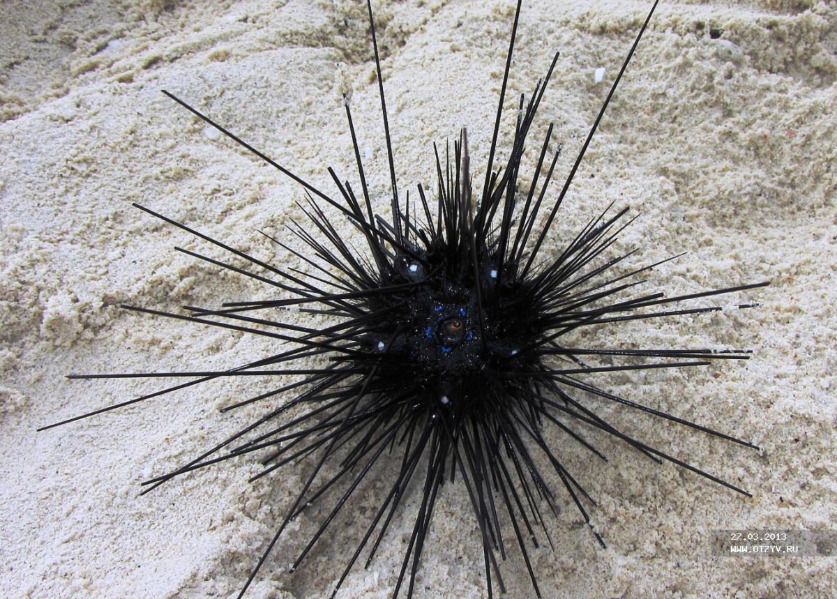 Иглокожие медузы