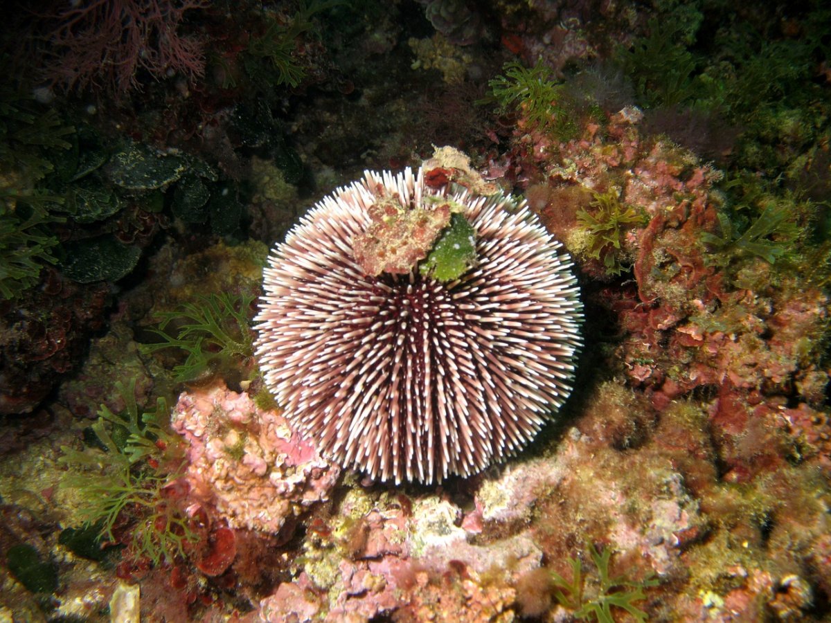 Морские Ежи (Echinoidea)