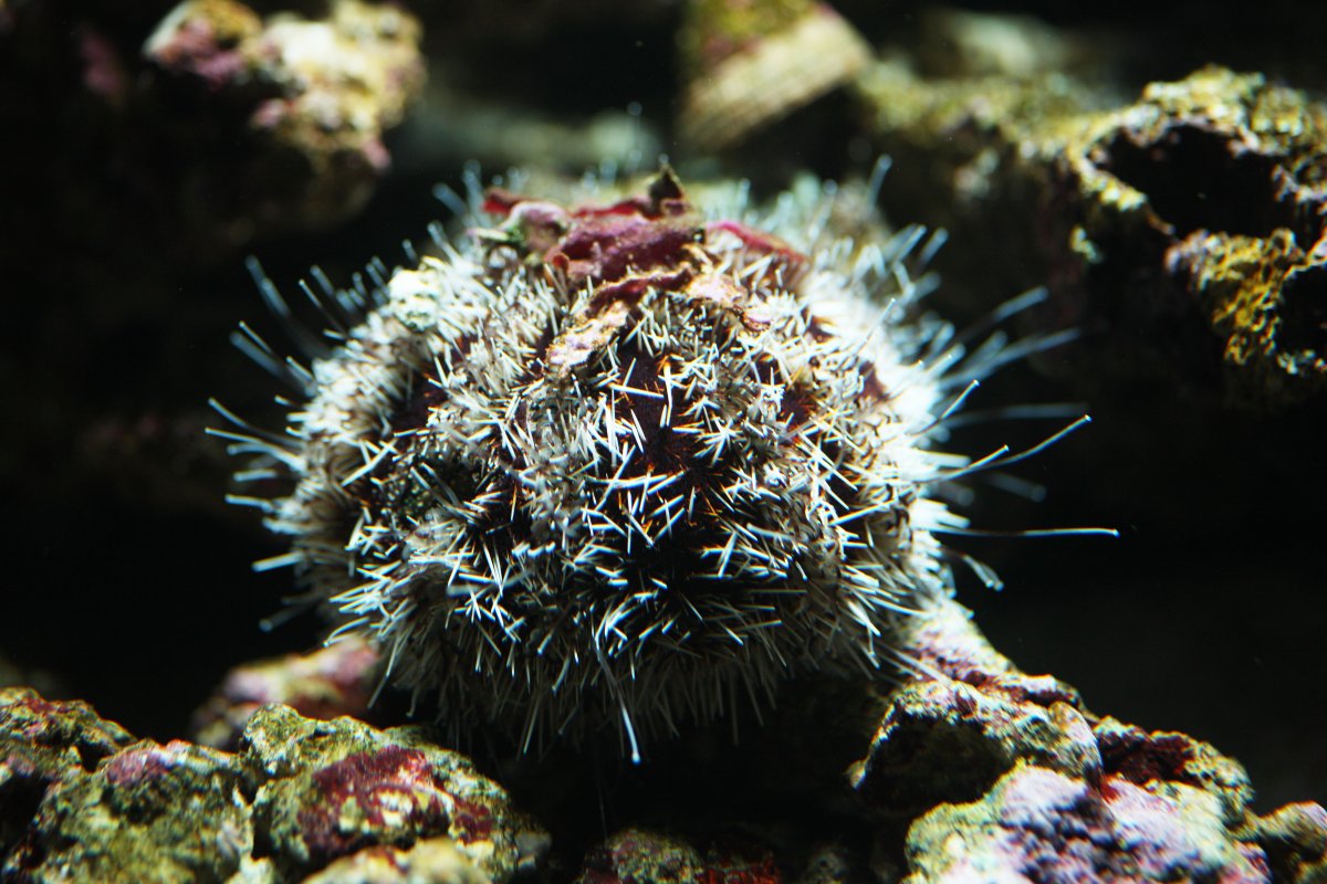 Морской еж Diadema setosum
