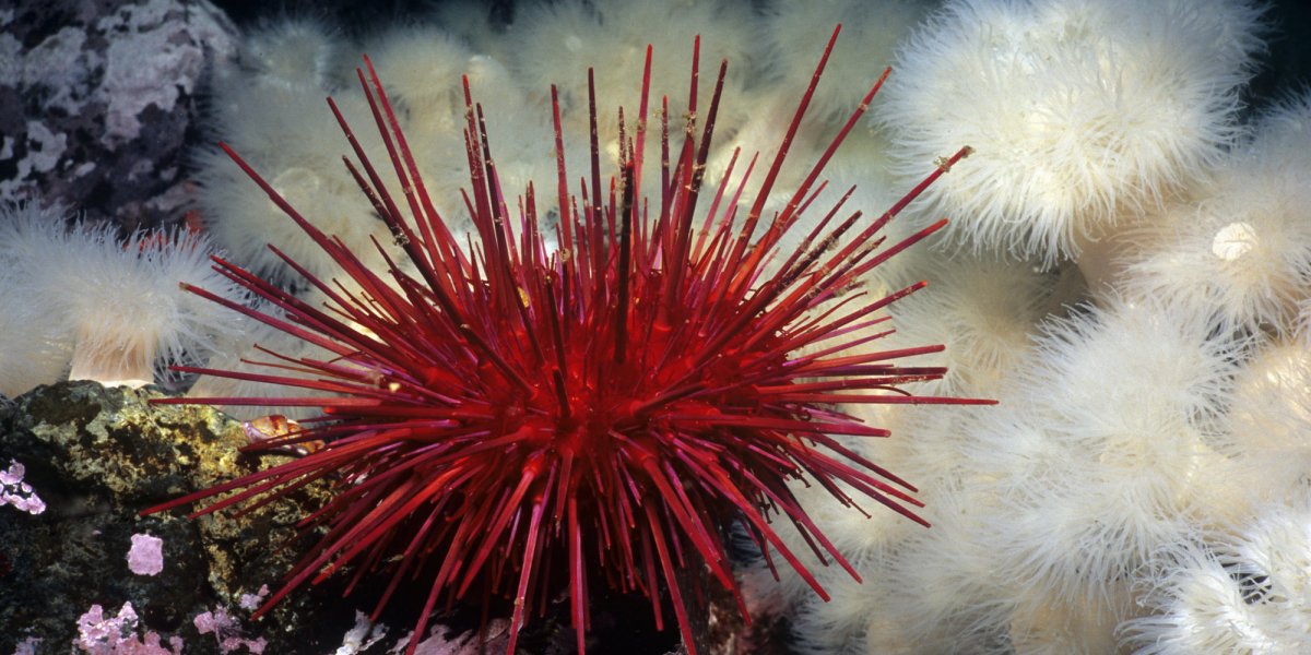 Красный диадемовый морской еж