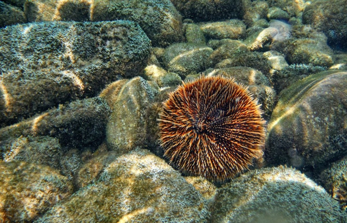 Иглоподушечный морской еж