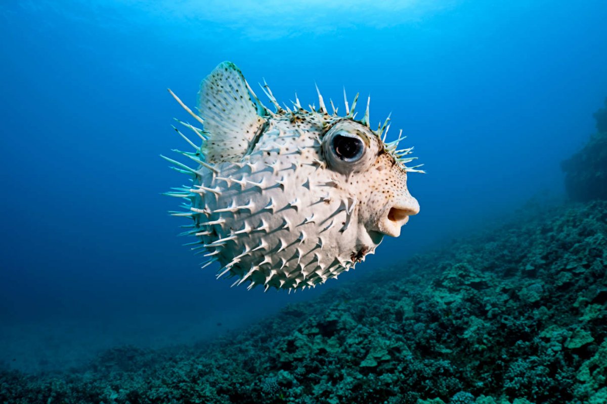 Урчин морской еж