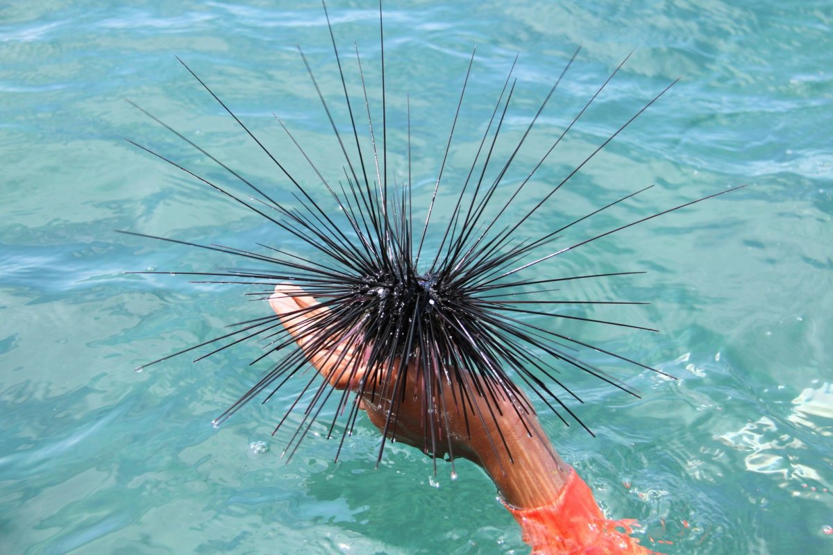 Морские Ежи на Мальдивах