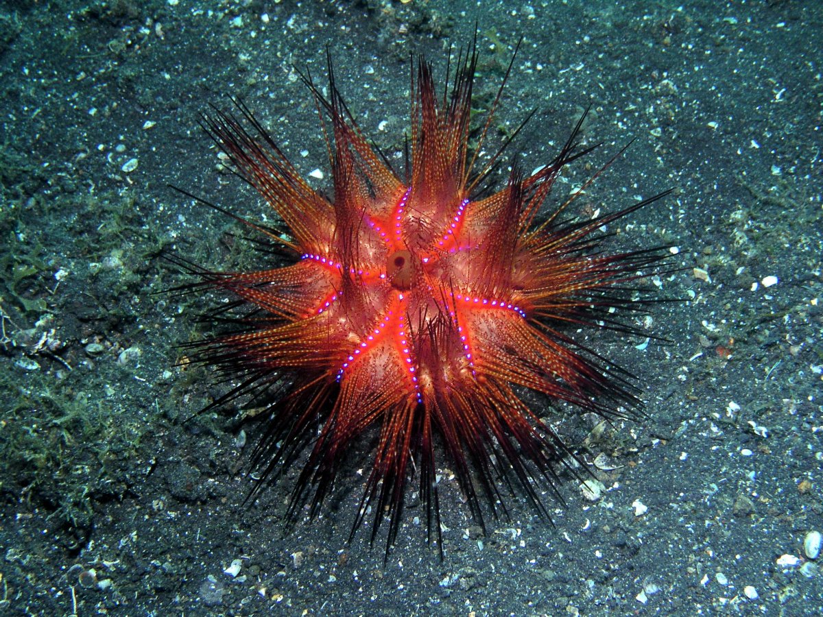 Astropyga морской ёж