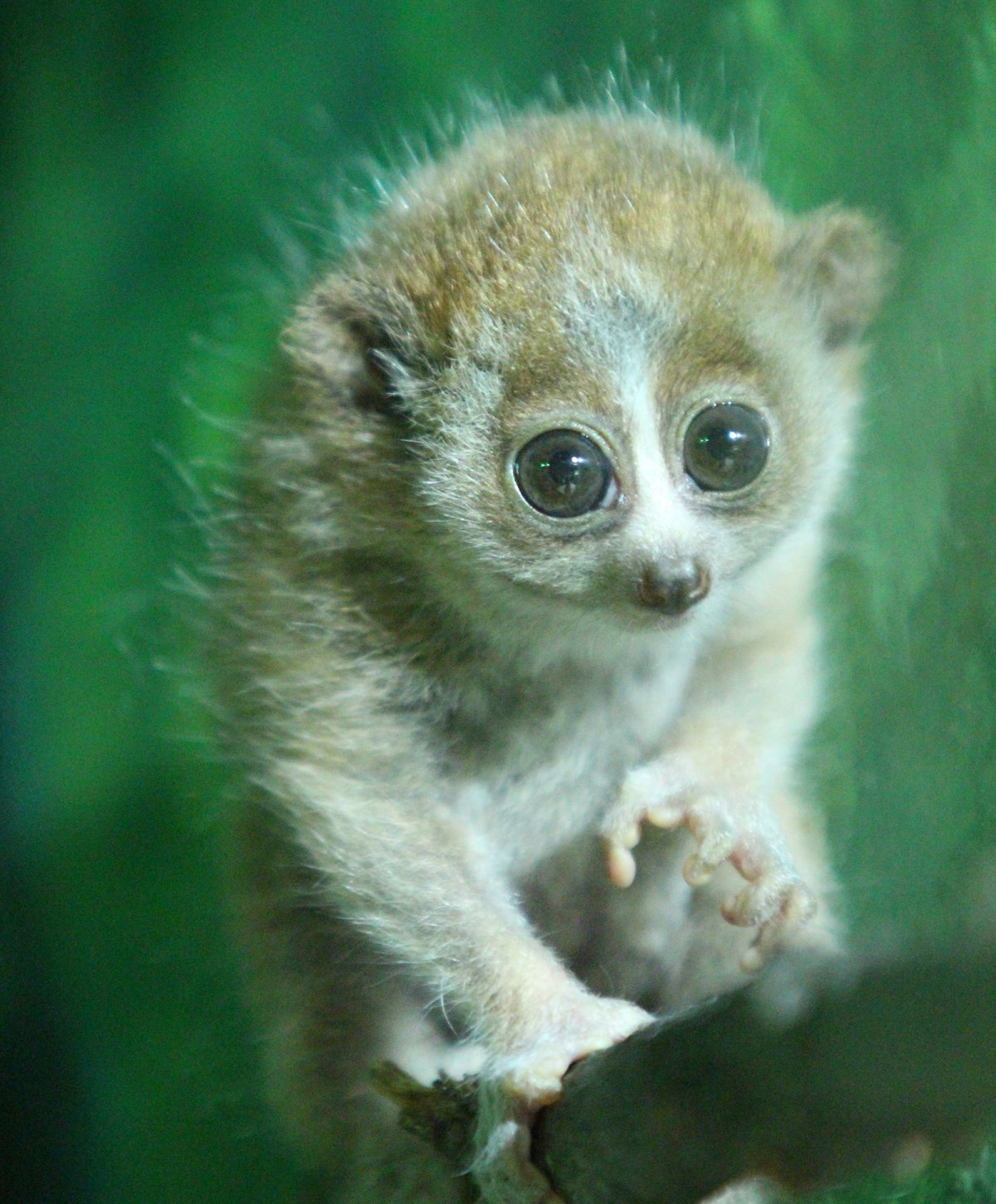 Лемур Лори толстый