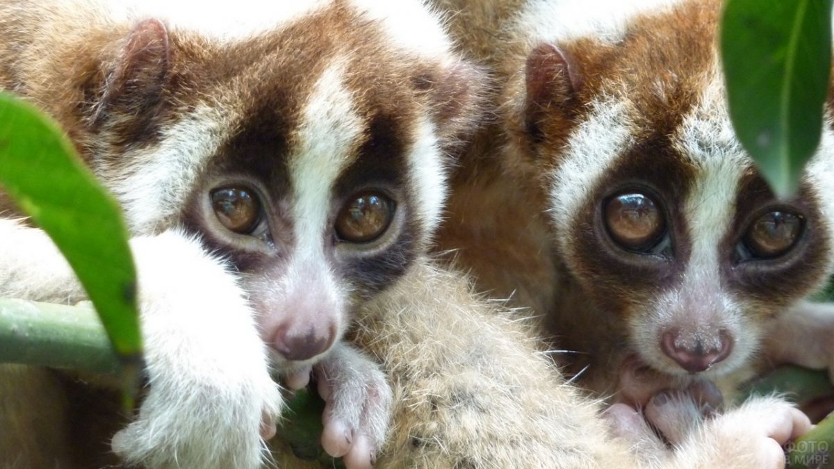 Лориевые лемуры