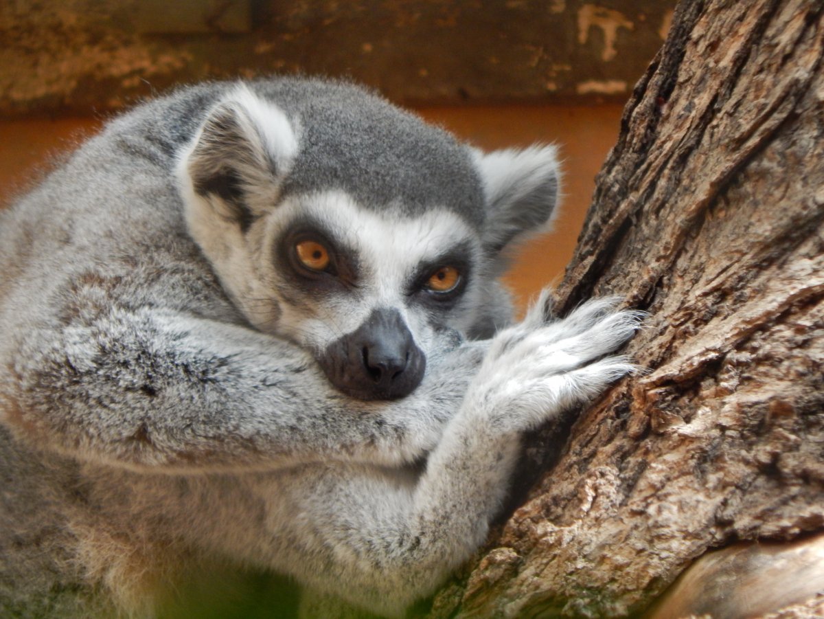 Волосатоухий лемур