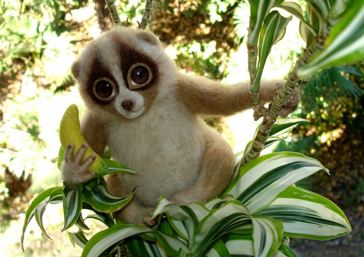 Лемур Лори