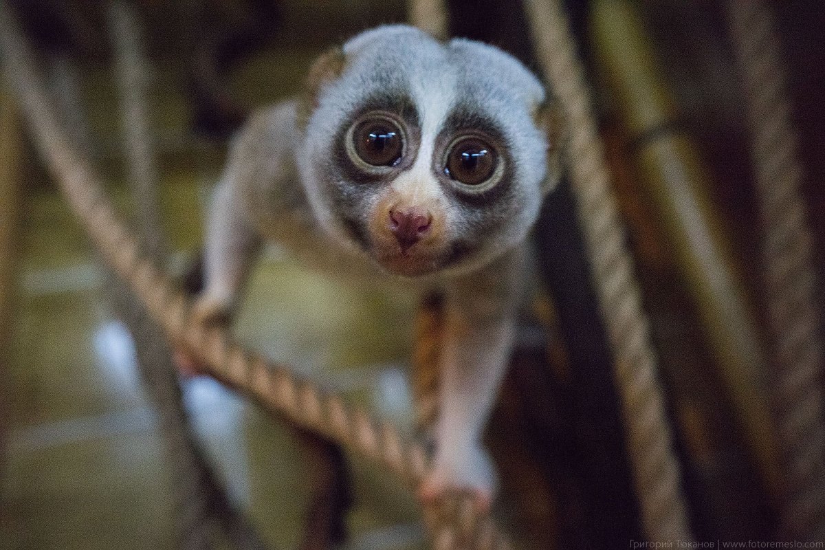Вислоухий лемур Лори
