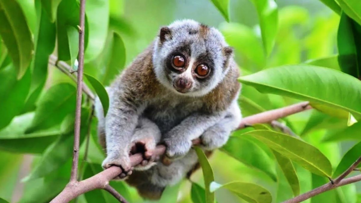 Лемур Лори интересные факты