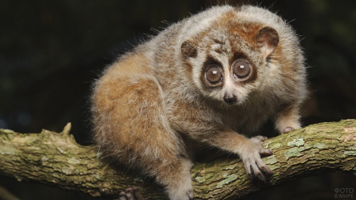 Лемур Лори маленький