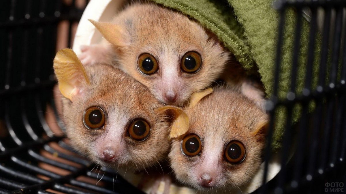 Мышиный лемур Лори