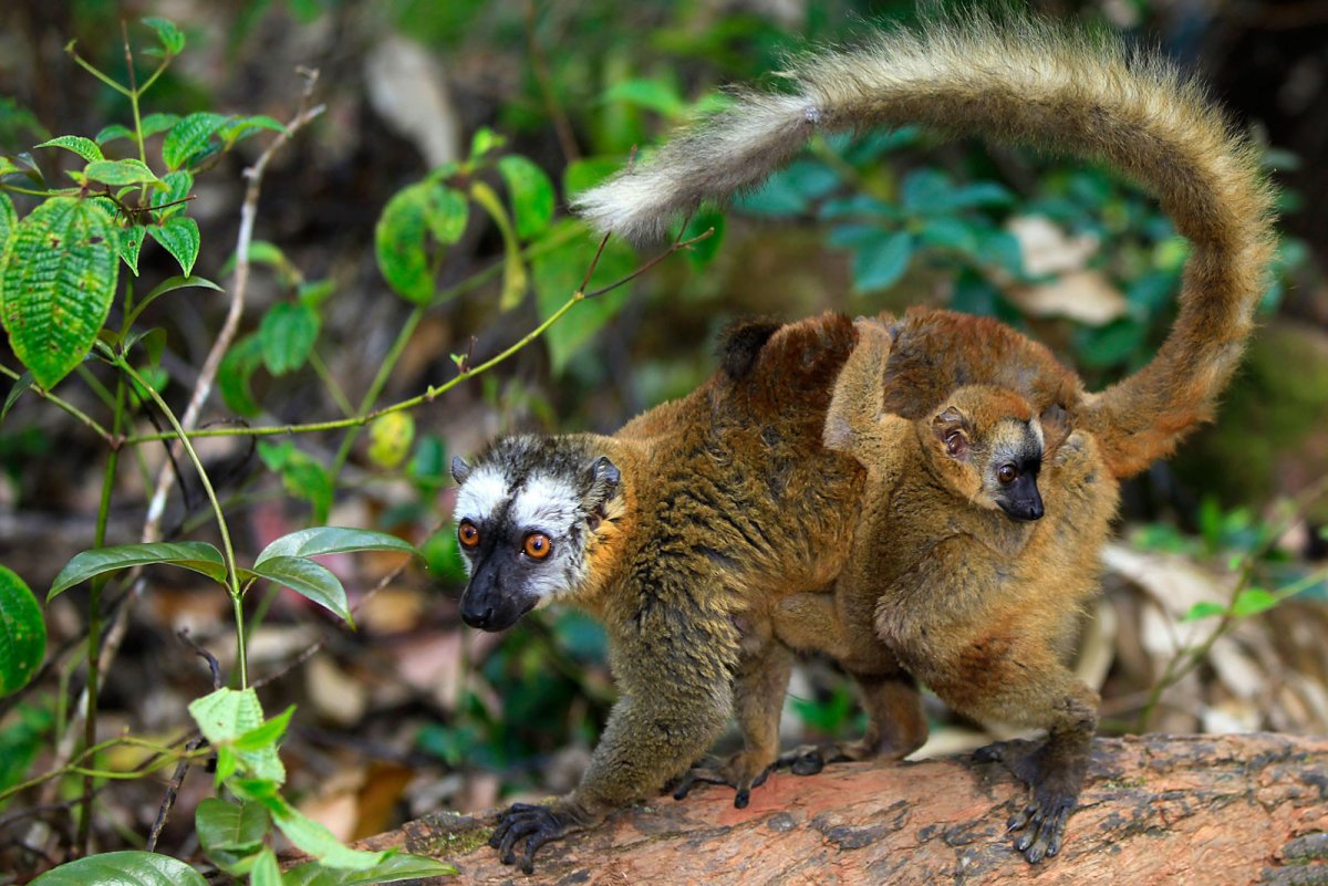 Лемур и Ленивец