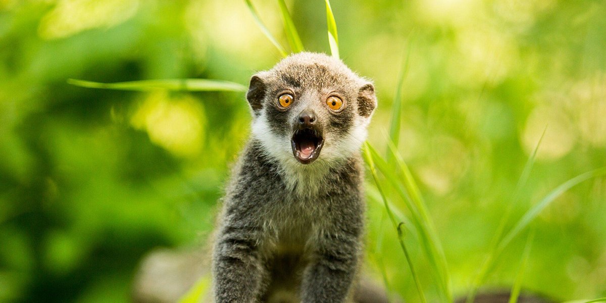 Мангустовый лемур