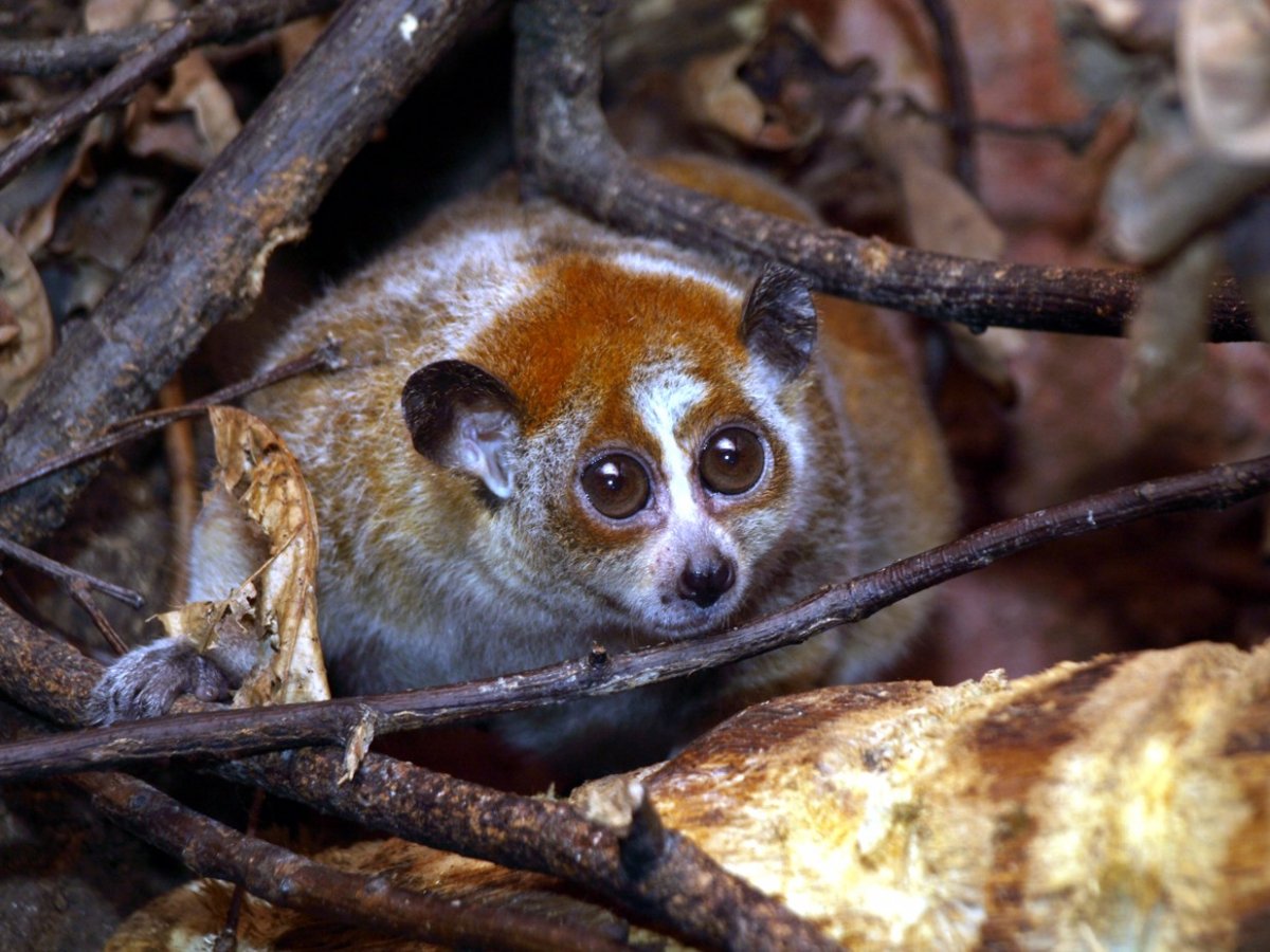 Лемур Лори толстый