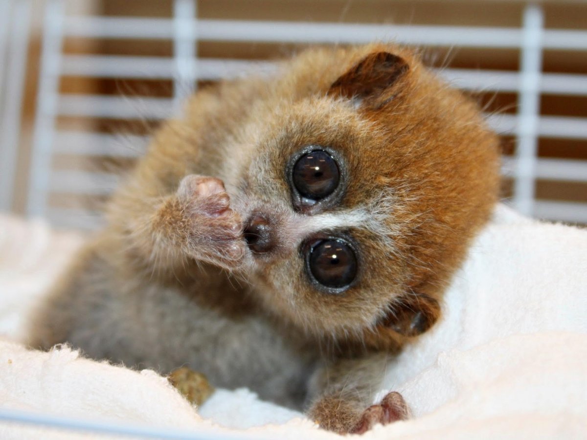 Грустный лемур Лори