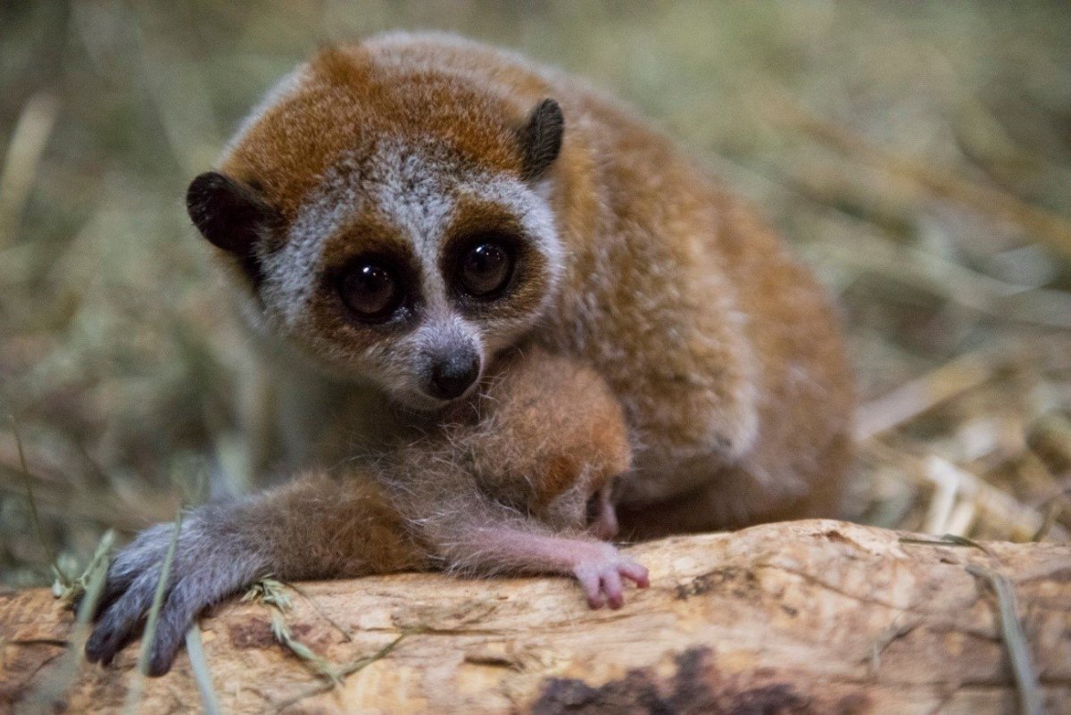 Карликовый лемур Лори