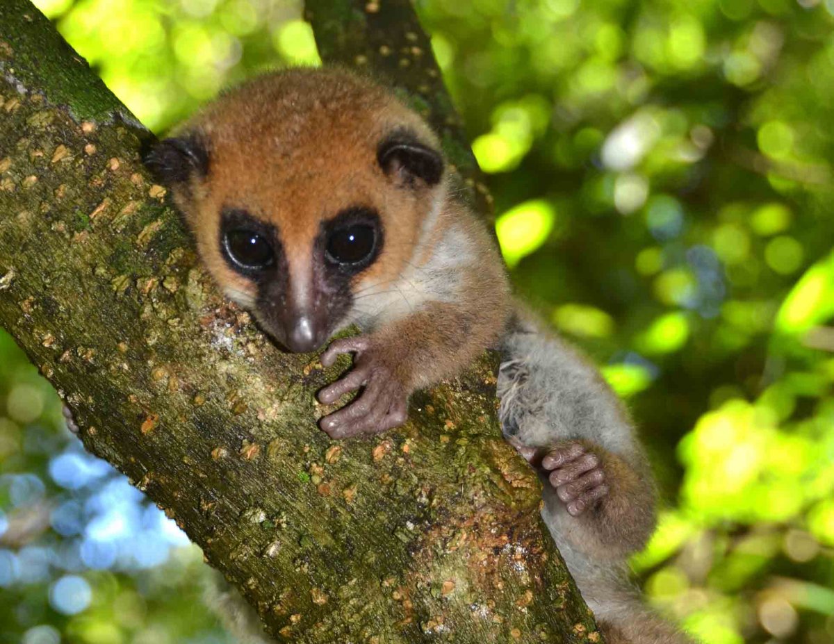 Мадагаскарский карликовый лемур
