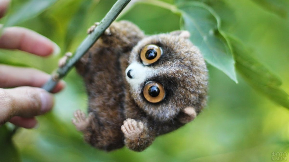 Карликовый лемур Лори
