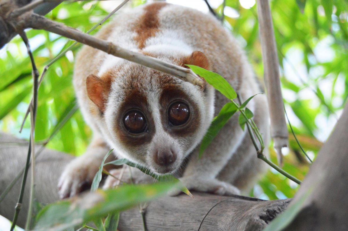 Лемур Лори глаза