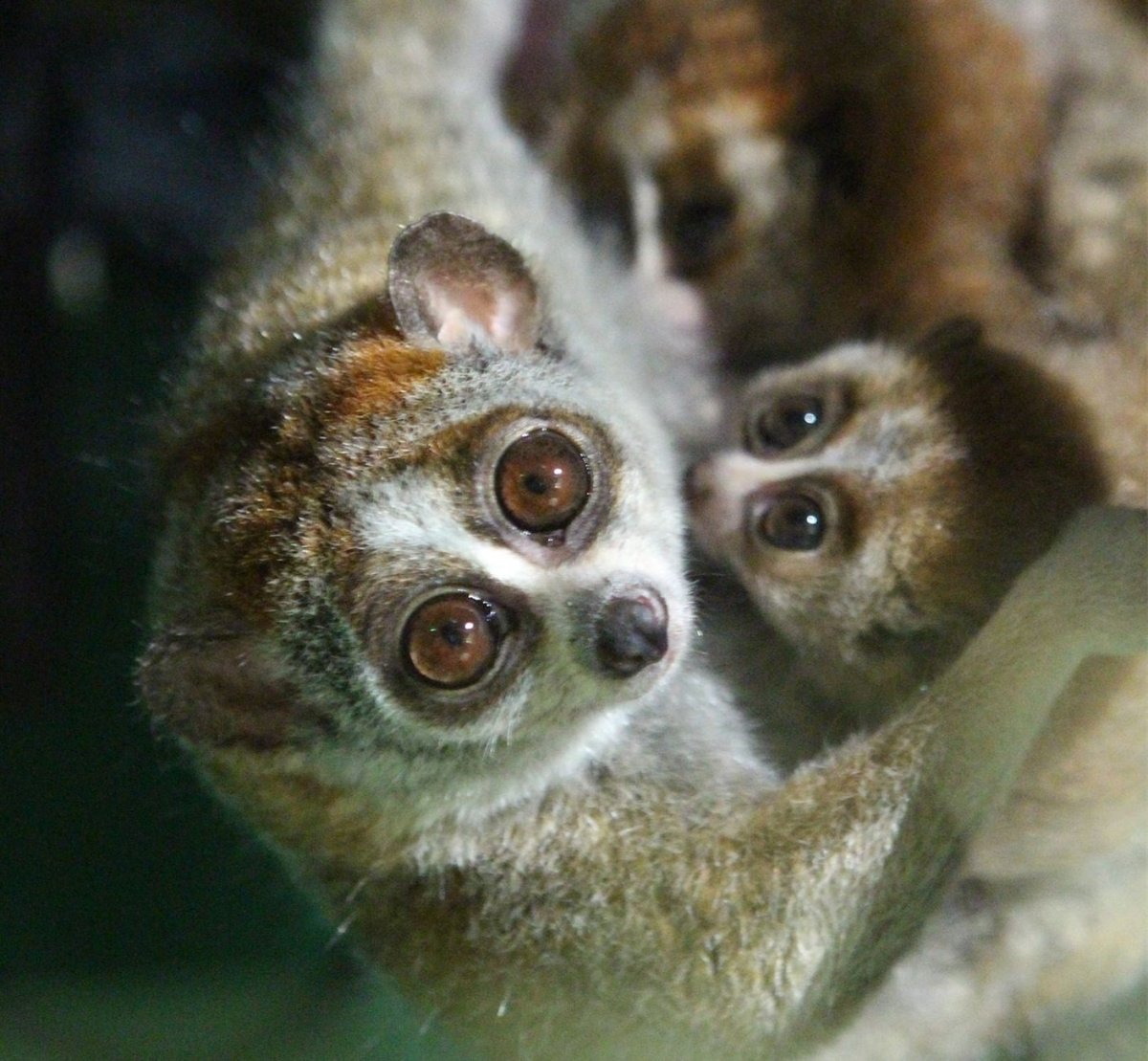 Лори галаго