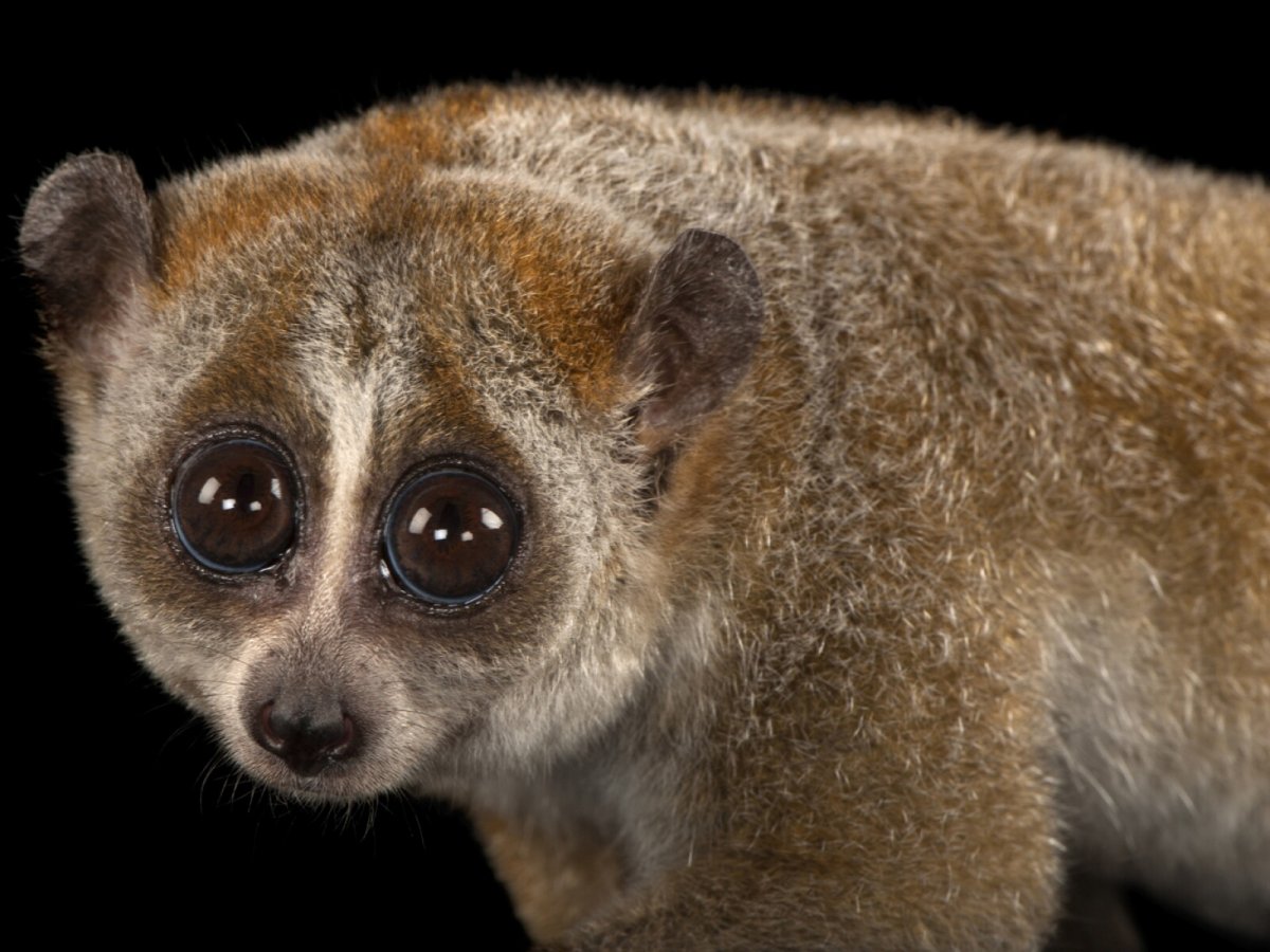Китайский лемур