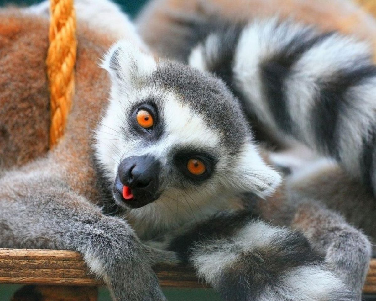 Лемур зверь